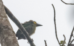 Psilopogon chrysopogon