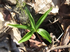 Paris verticillata