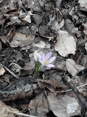 Colchicum bulbocodium versicolor