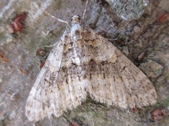 Esakiopteryx volitans