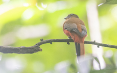 Harpactes duvaucelii