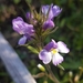 Tailed Eyebright - Photo (c) Kaitlyn, some rights reserved (CC BY-NC), uploaded by Kaitlyn