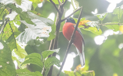 Harpactes duvaucelii