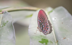 Paralaxita damajanti