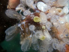Clavelina moluccensis