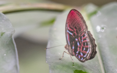 Paralaxita damajanti
