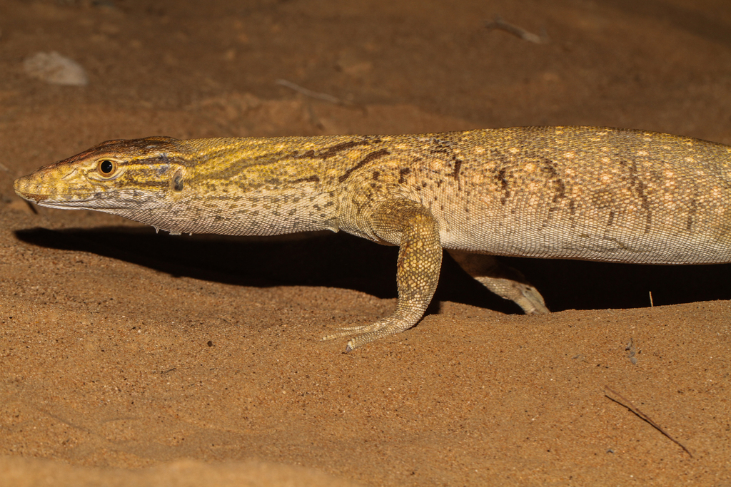 Desert Monitor