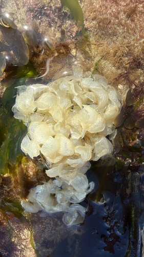 Buccinum undatum