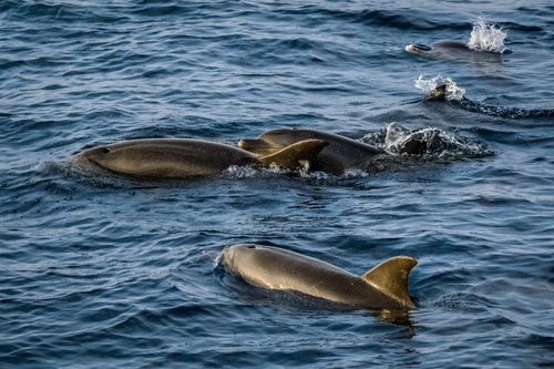 Tursiops aduncus