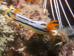 Chromodoris michaeli