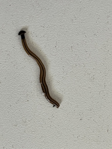 Wandering Hammerhead Worm
