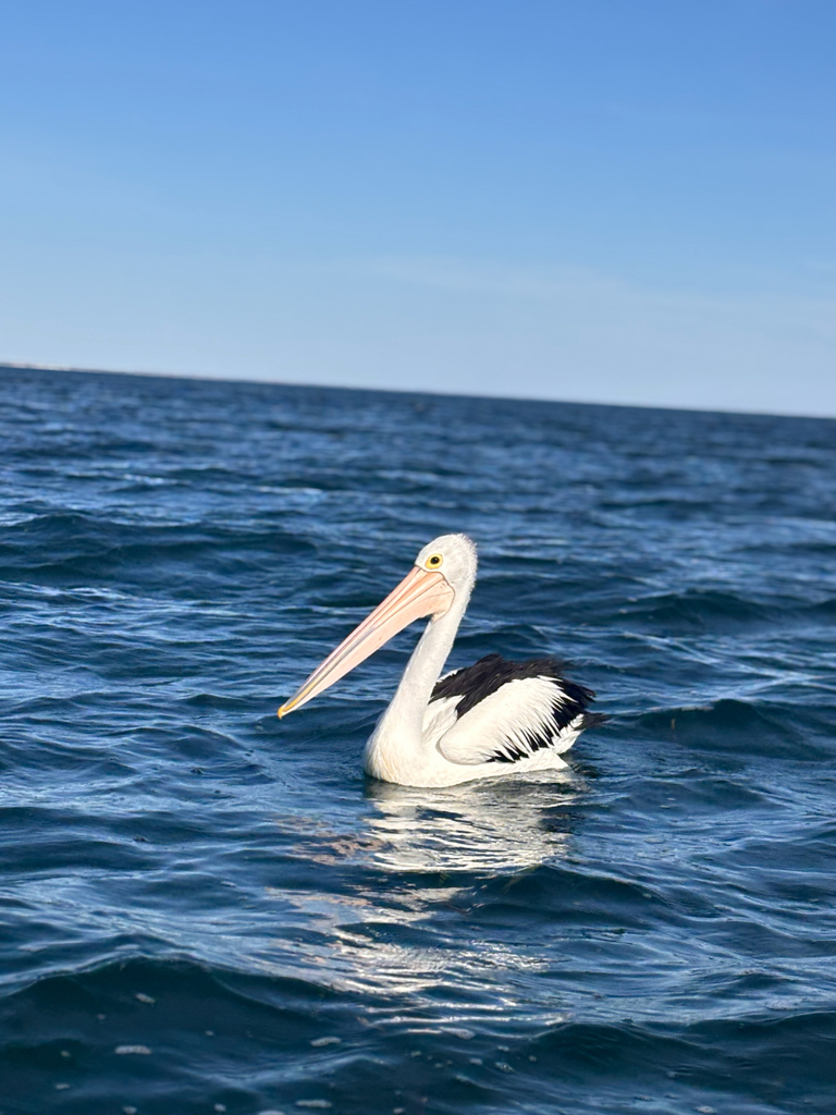 Point Pearce Fish Australian Pelican from Point Pearce, AU on April 23, 2026 at 02:48 PM ...