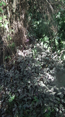 Tradescantia zebrina zebrina