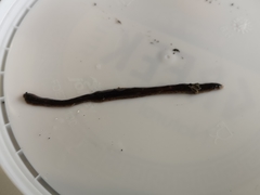 Arthurdendyus triangulatus