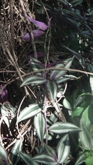 Tradescantia zebrina zebrina
