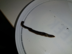 Arthurdendyus triangulatus