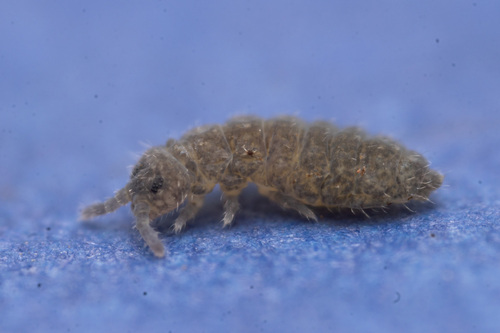 Hypogastrura distincta