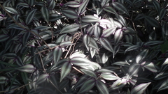 Tradescantia zebrina zebrina