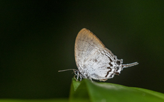 Cheritra freja freja