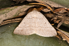 Taeniogramma tenebrosata