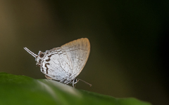 Cheritra freja freja