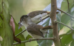 Malacopteron cinereum