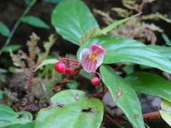 Begonia hatacoa