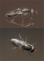 Scenopinus fenestralis