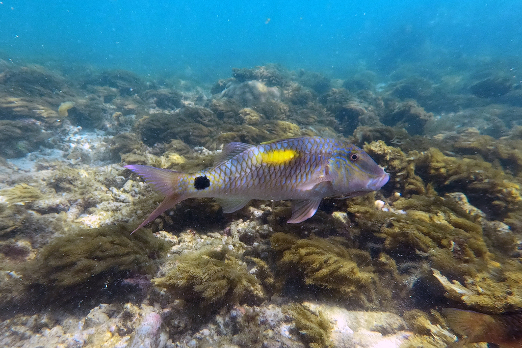 Goatfish (Parupeneus indicus) — Mullidae