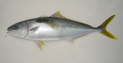 Seriola lalandi