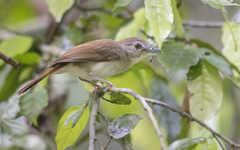 Malacopteron magnirostre