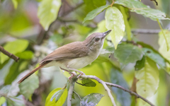 Malacopteron magnirostre