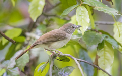 Malacopteron magnirostre