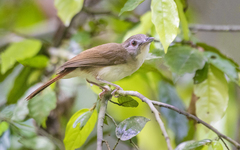 Malacopteron magnirostre