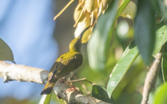 Arachnothera modesta