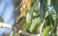 Arachnothera modesta