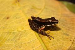 Pulchrana grandocula