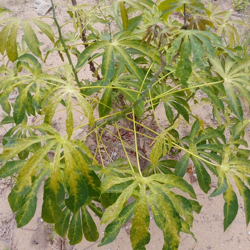 Cassava