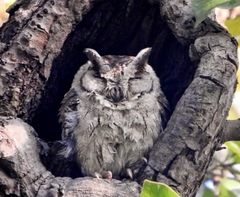 Otus bakkamoena
