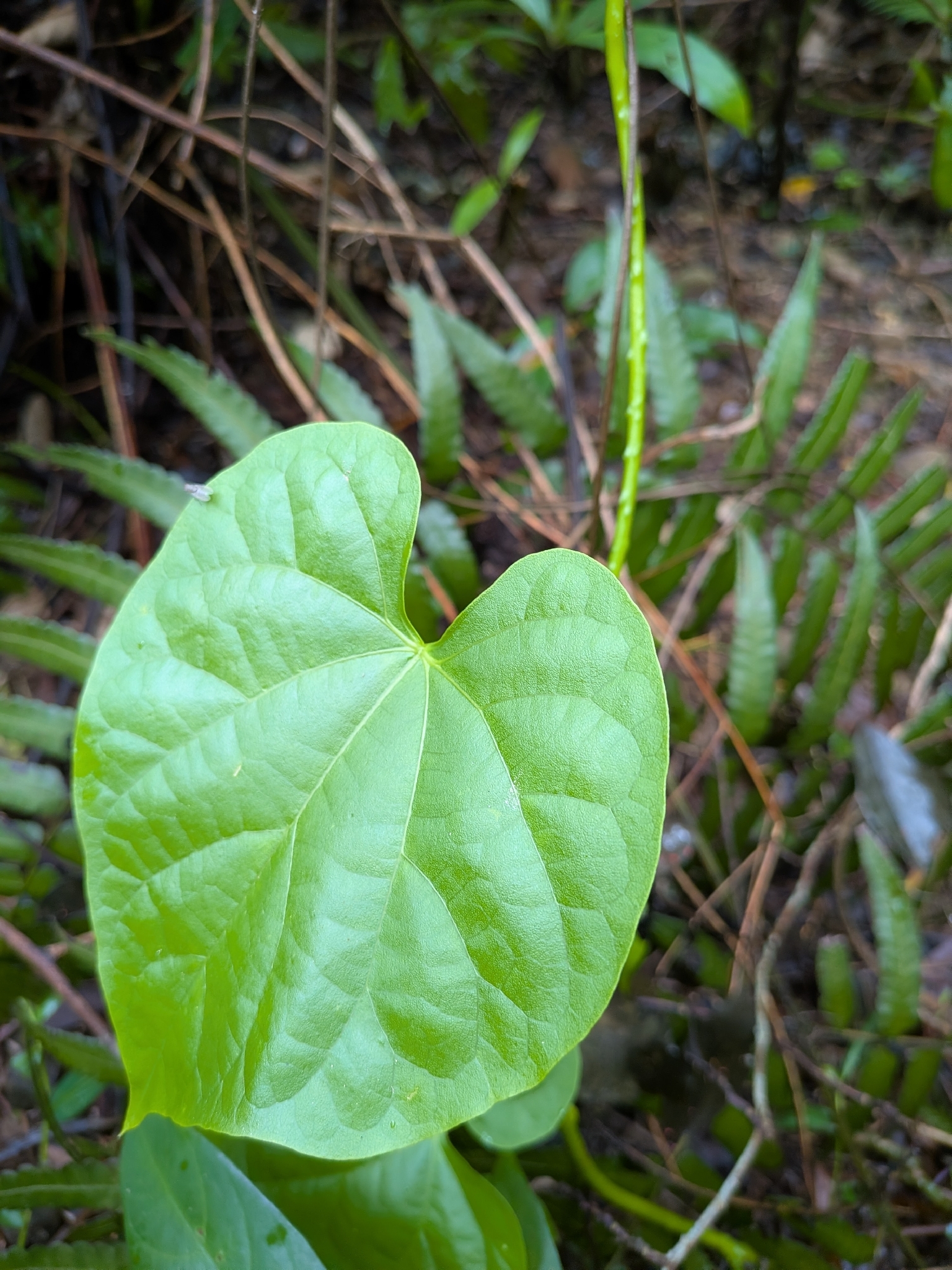 Imagem de Tinospora crispa