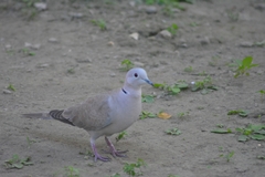 Streptopelia decaocto