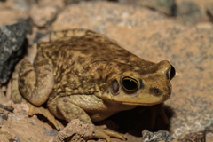 Duttaphrynus dhufarensis