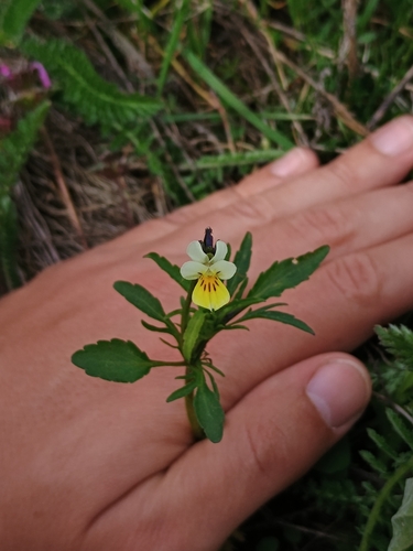 European field pansy