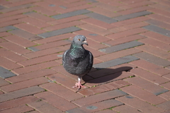 Columba livia domestica