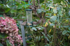 Passer domesticus