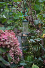 Passer domesticus