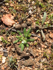 Plagiobothrys collinus