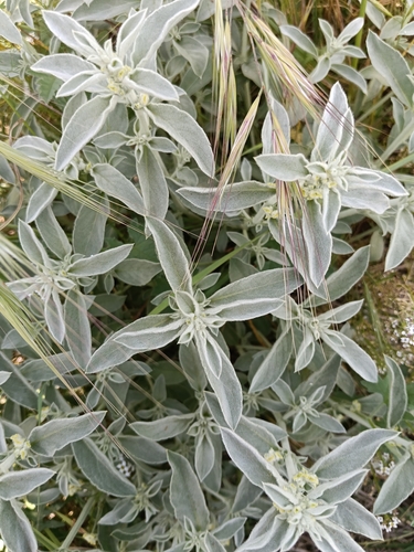 Mercurialis tomentosa, photograph 6