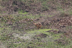 Canis aureus indicus