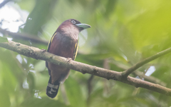 Eurylaimus javanicus